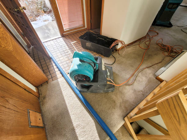 Best Mold removal after water damage  in Paulina, LA